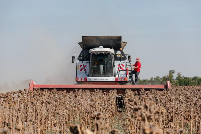 На Дону озимыми засеяно более 80% площадей